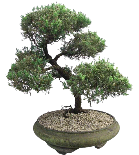 Bonsai Tree